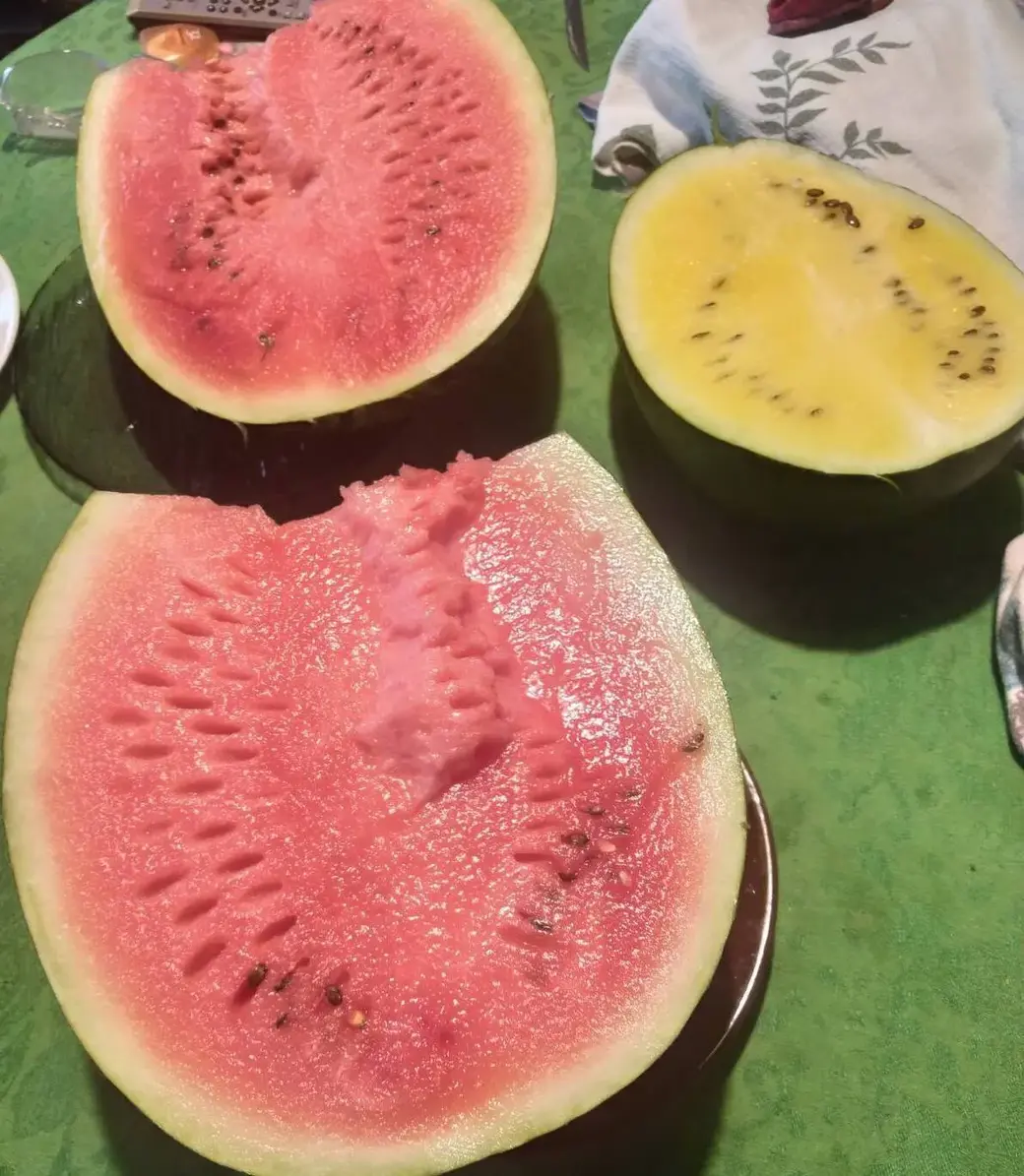 Время сажать арбузы: свой опыт