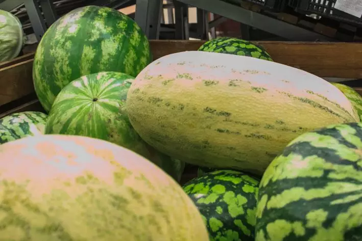 Как превратить свою дачу в бахчу: секрет богатого урожая арбузов и дынь