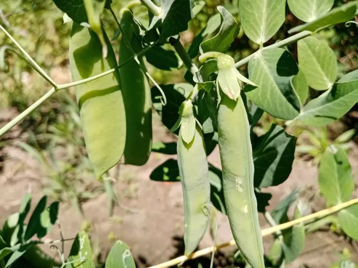 Что посадить после уборки чеснока в июле: лучшие растения-последователи