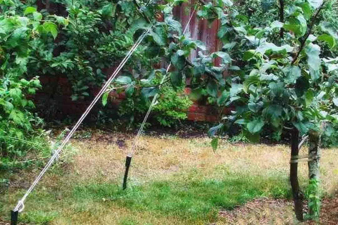 Груша не хочет плодоносить: что делать в этой ситуации