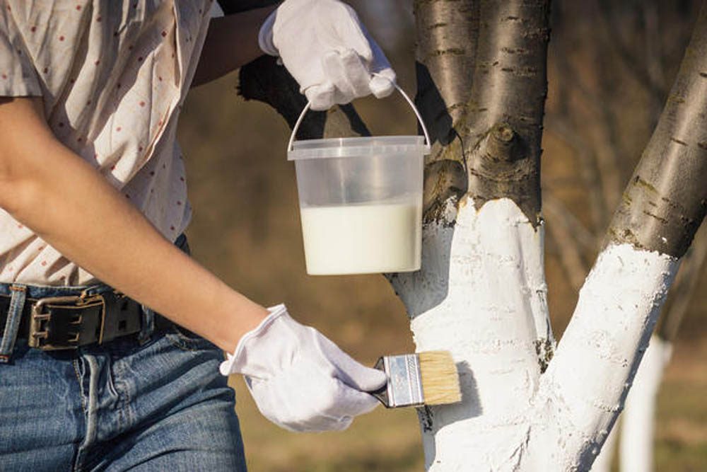 Побелка деревьев. Что надо знать.