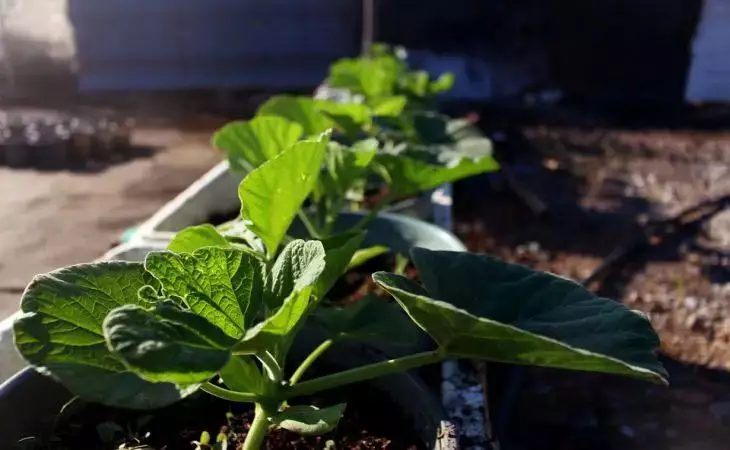 Для любой рассады: 1 капля и даже чахлая рассада рванет в рост