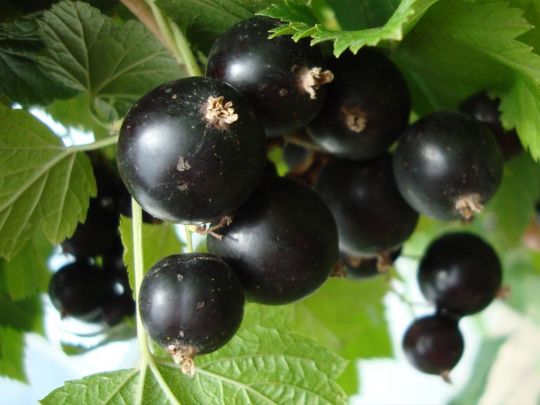 «Копеечная» подкормка для смородины: внесите всего 2 ложки раз в 2 недели, и ягода попрет крупная и сладкая