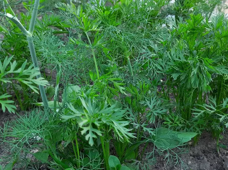 Как посеять укроп и петрушку в августе, чтобы всходы появились через 5 дней