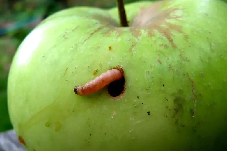 Плодожорка напала на яблоню: как спасти урожай и избавиться от паразита в период созревания плодов