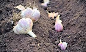 Когда и как правильно сажать озимый чеснок