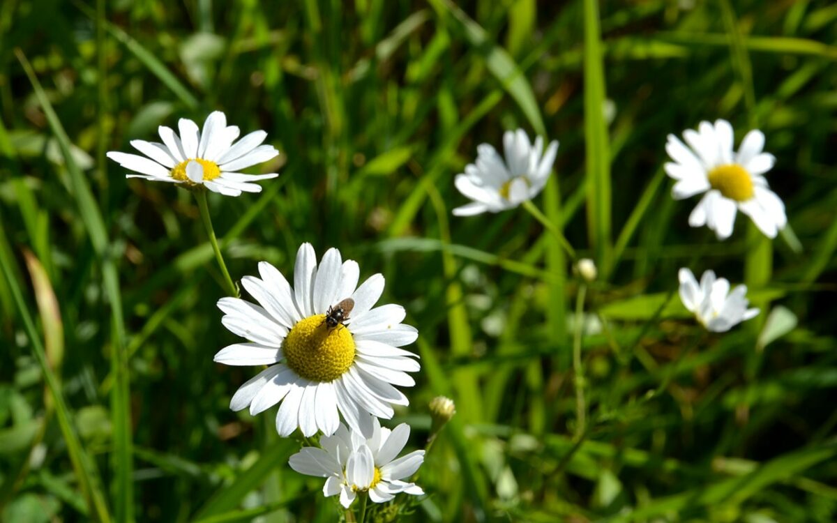 Ромашковый чай для здоровья