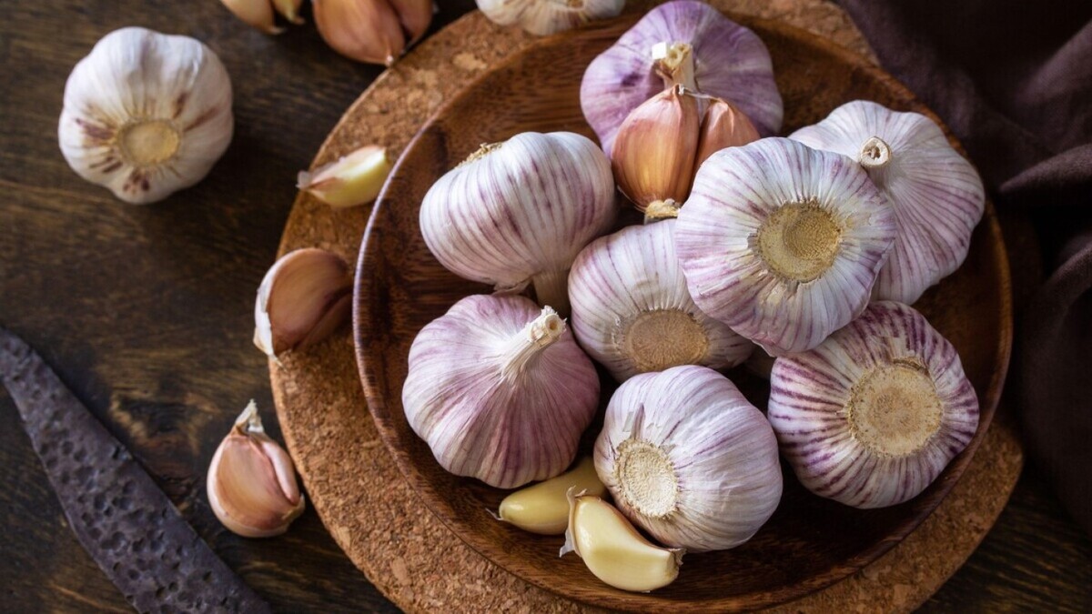 Озимый чеснок подкормить в апреле