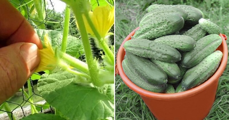 Хороший урожай огурцов