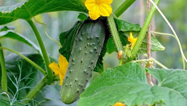 10 надежных сортов огурцов для нового сезона