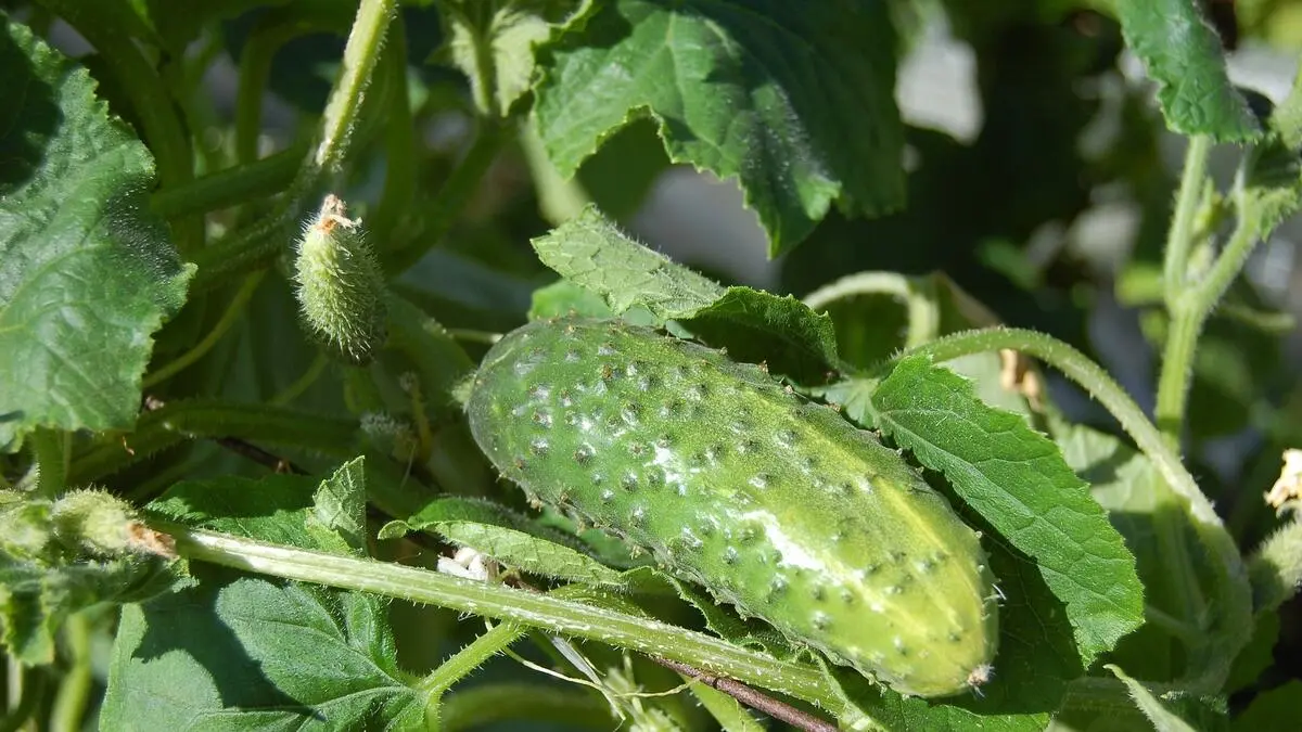5 самых надежных сортов огурцов