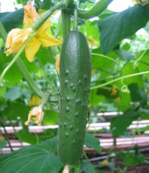 Огурцы урожайных, вкуснейших и изящнейших плодов «Бакс f1»