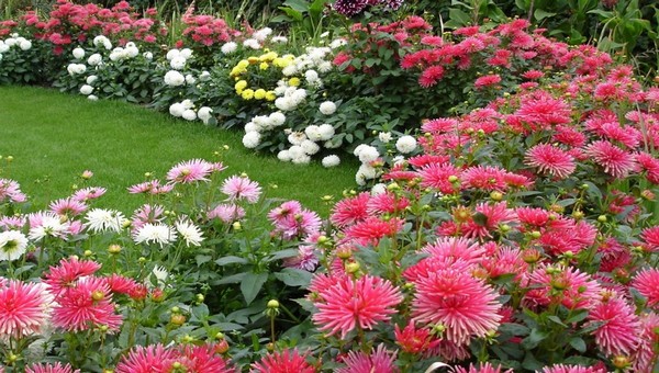 Двенадцать красивых цветов посадить на рассаду в апреле