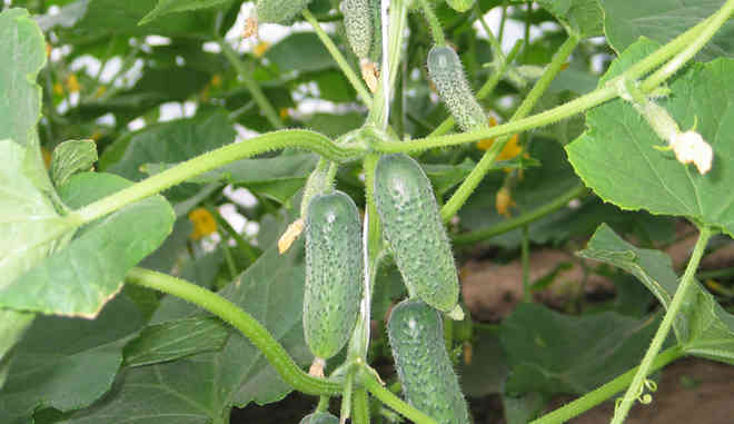 Огурцы Филиппок f1