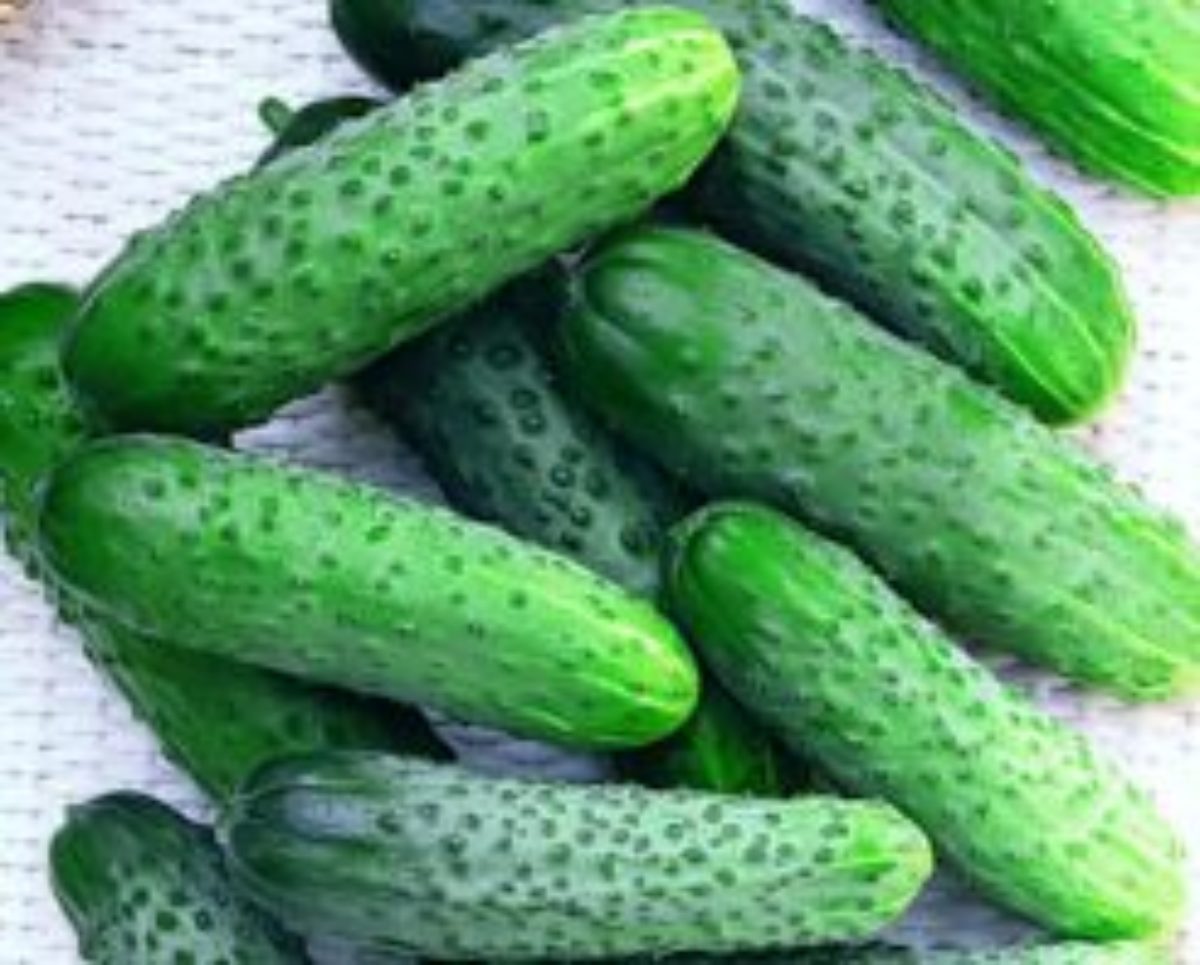 Огурцы Герман F1