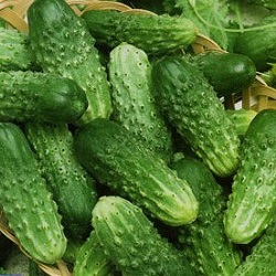 Огурец «Куманек F1»