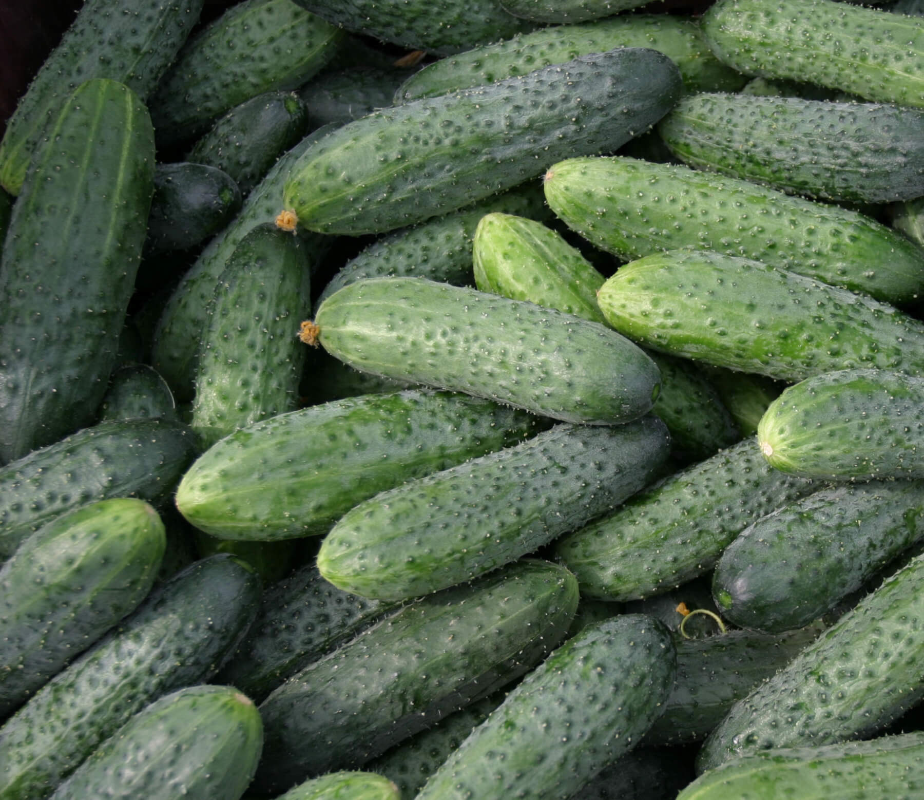 Огурец Кураж