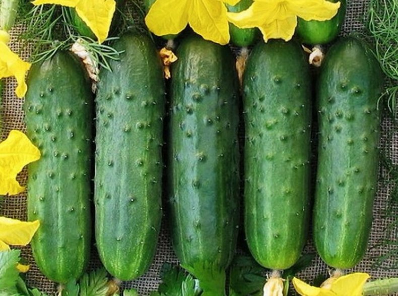 Огурцы Подмосковные вечера f1