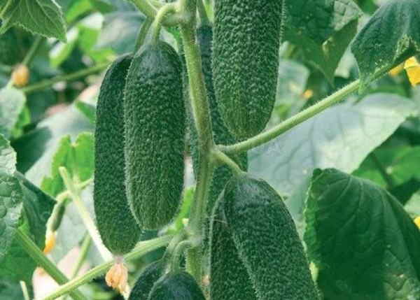 Огурцы Ребятки с грядки f1