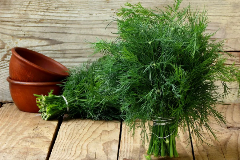 Сорта укропа на зелень, которые не уходят в стебель