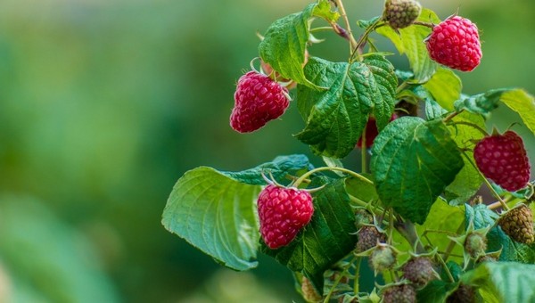 Весенний уход за малиной: до середины апреля