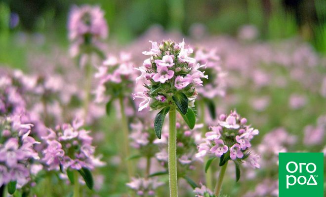 7 растений, которые помогут отпугнуть слизней и улиток с грядок