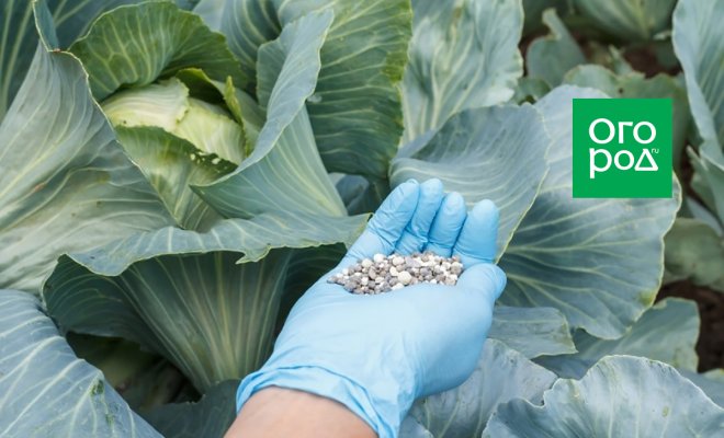 Чем и когда подкармливать капусту