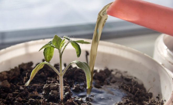 Чем подкормить рассаду для хорошего роста – лучшие народные средства