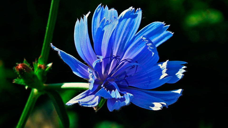 Цикорий: польза и вред для здоровья