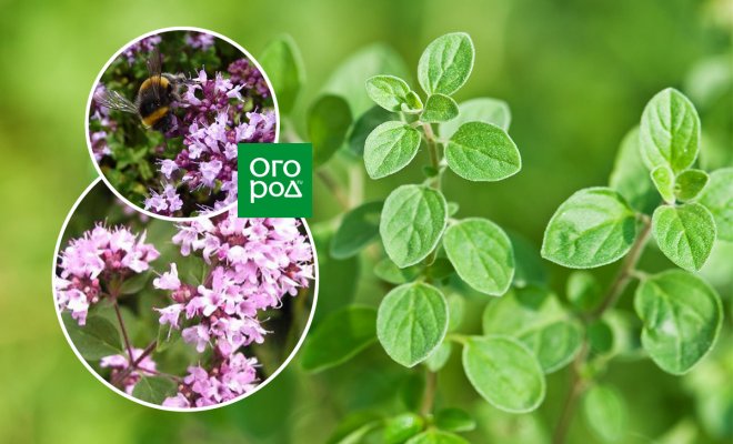 Душица: 13 веских причин посадить орегано на своем участке