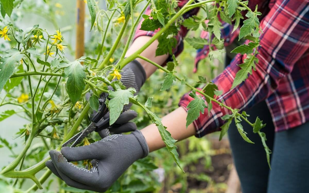 Формирование томатов в теплице и открытом грунте