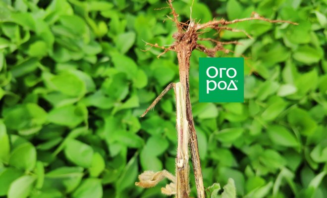 Фузариоз: признаки и способы лечения опасного заболевания