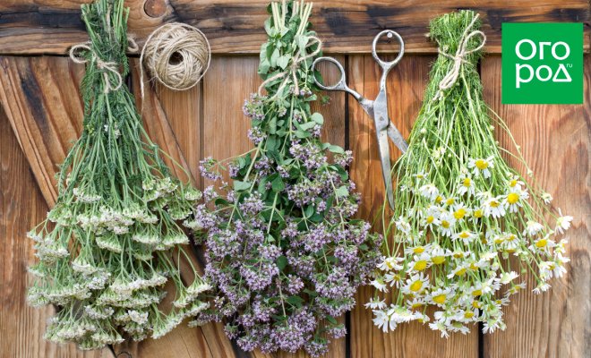 Главные растения для лекарственной грядки