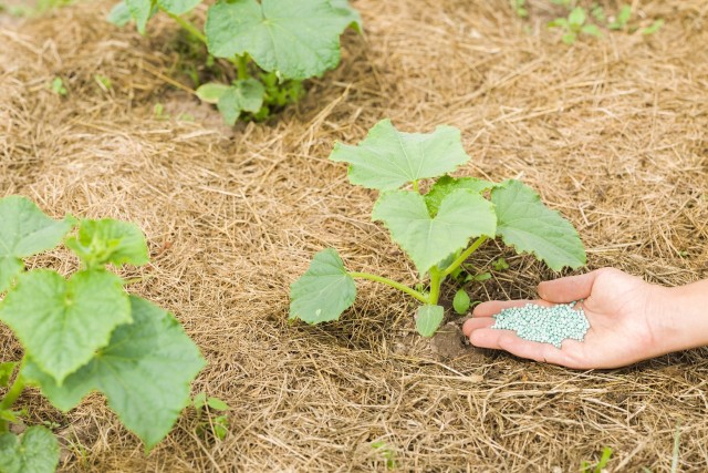 График подкормки огурцов для теплицы и открытого грунта