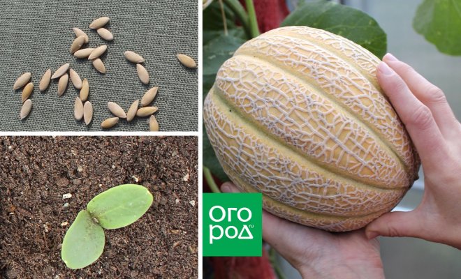 Инструкция выращивания и высадки рассады дыни