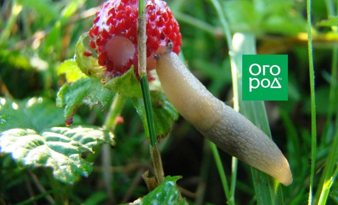 Как бороться со слизнями на участке