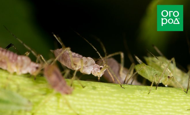 Как избавиться от тли: 7 народных способов