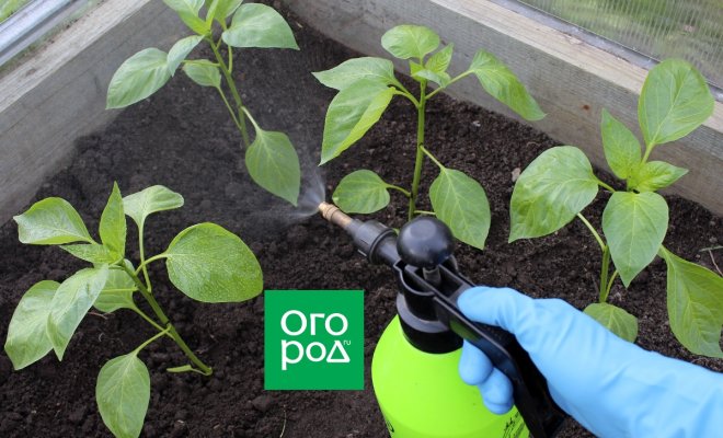 Как защитить высаженную рассаду от болезней, вредителей, засухи