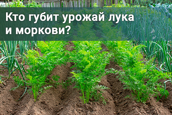 Корадо от луковой и морковной мухи