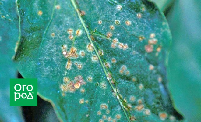 На листьях рассады пятна – как вылечить