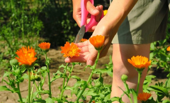 Полезные свойства календулы: лекарственные, в косметологии, в кулинарии