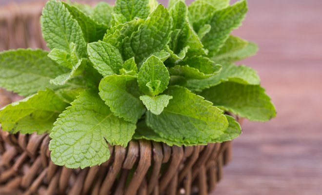 Полезные свойства мяты: причины посадить мяту на своем участке