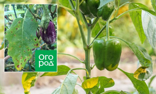 Пятна на листьях перца и баклажанов
