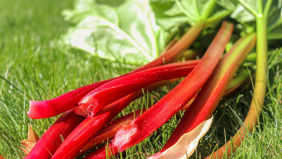 Ревень: польза и вред для организма