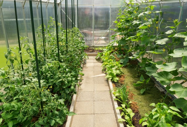 Совместные посадки в теплице