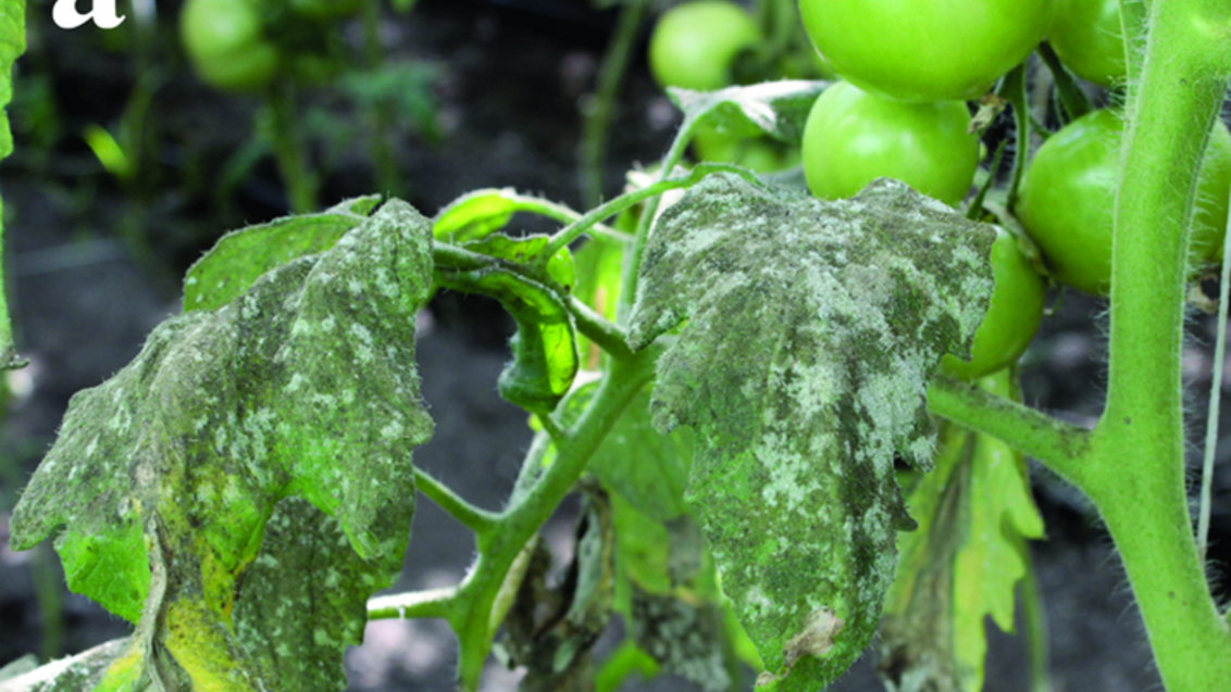 Тля, трипсы, белокрылка: как распознать, что делать