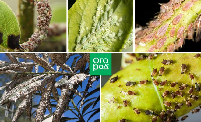 Все о тле: виды, фото, жизненный цикл и способы борьбы