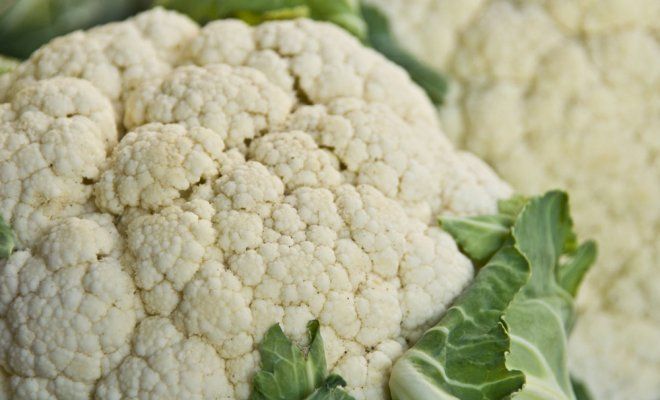 Выращивание цветной капусты в открытом грунте