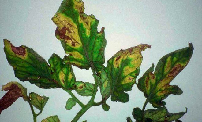 Защита томатов, баклажан и перца от увядания