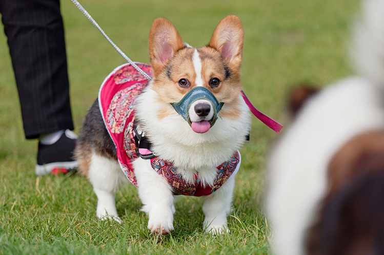 Как приучить собаку к наморднику